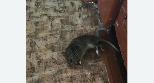 Дезинфекция от мышей в Шадринске